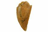 Serrated, Raptor Tooth - Real Dinosaur Tooth #124803-1